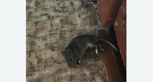 Дезинфекция от мышей в Дорогомилово города Москвы
