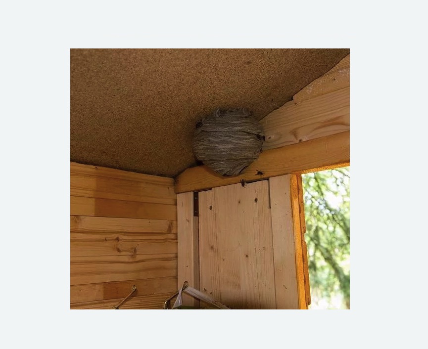 Обработка от ос в Дорогомилово города Москвы Обработка от ос